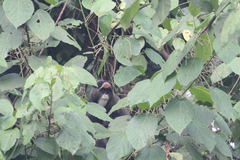 Cercopithecus neglectus
