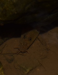 Cobitis paludica