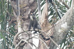 Cercopithecus neglectus