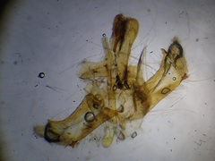 Crambus uliginosellus