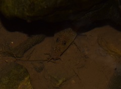 Cobitis paludica