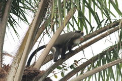 Cercopithecus neglectus