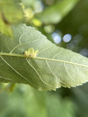 Caryomyia ansericollum