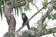 Cercopithecus neglectus