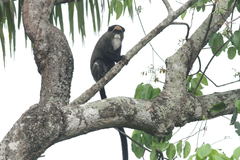 Cercopithecus neglectus