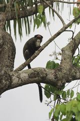 Cercopithecus neglectus