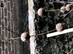 Leonotis nepetifolia