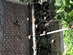 Leonotis nepetifolia