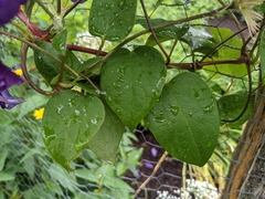 Clematis × jackmanii