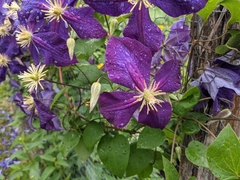 Clematis × jackmanii