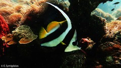 Heniochus