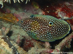 Calloplesiops altivelis