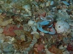 Ancylomenes magnificus