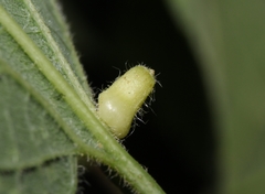 Celticecis pyriformis