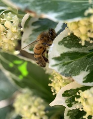 Apis mellifera