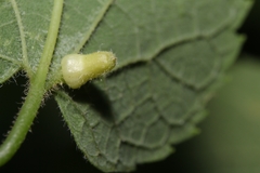 Celticecis pyriformis