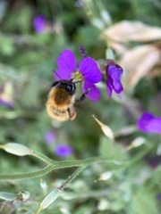 Bombus pascuorum
