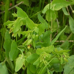 Cerinthe minor auriculata