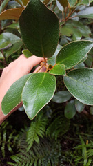 Brachyglottis elaeagnifolia