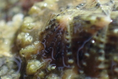 Mopalia porifera