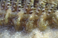 Mopalia porifera