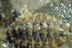 Mopalia porifera
