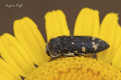 Acmaeoderella flavofasciata