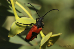 Stictoleptura cordigera