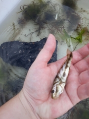 Menticirrhus saxatilis