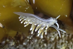 Cuthonella cocoachroma