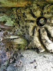 Melipona favosa