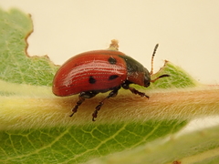 Gonioctena linnaeana