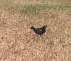 Gallinula chloropus