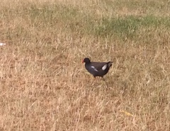 Gallinula chloropus