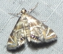 Petrophila canadensis