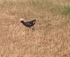 Gallinula chloropus