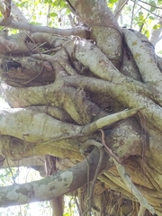 Melipona favosa