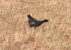 Gallinula chloropus