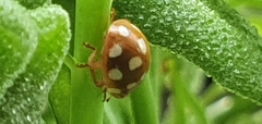 Calvia quatuordecimguttata