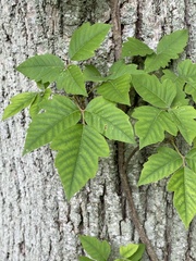 Toxicodendron radicans negundo