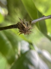 Dryocosmus floridensis