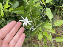 Jasminum fluminense