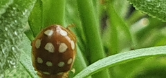 Calvia quatuordecimguttata