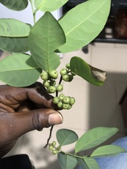 Margaritaria discoidea