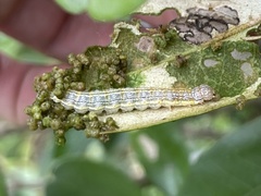 Dichogama redtenbacheri