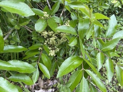 Zanthoxylum flavum