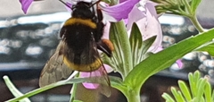 Bombus
