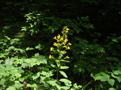 Lysimachia verticillaris