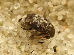 Bruchus affinis