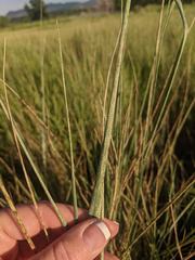 Psathyrostachys juncea